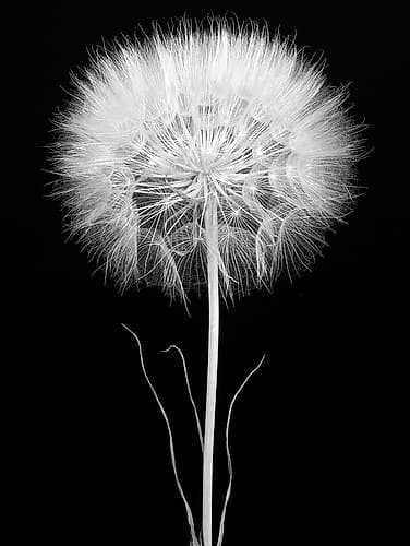 Salsify Art Print
